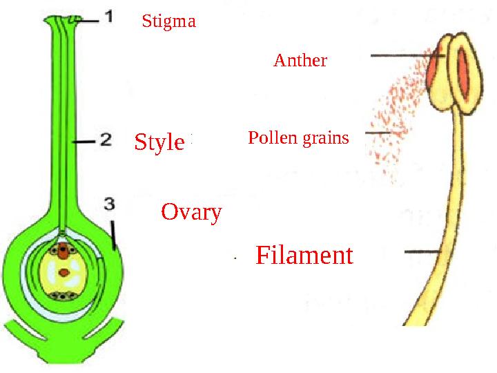 Stigma Style Ovary Anther Pollen grains Filament