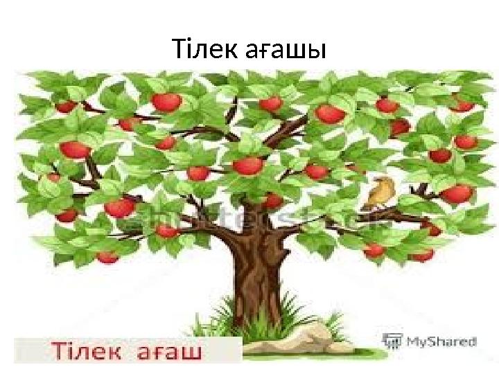 Тілек ағашы