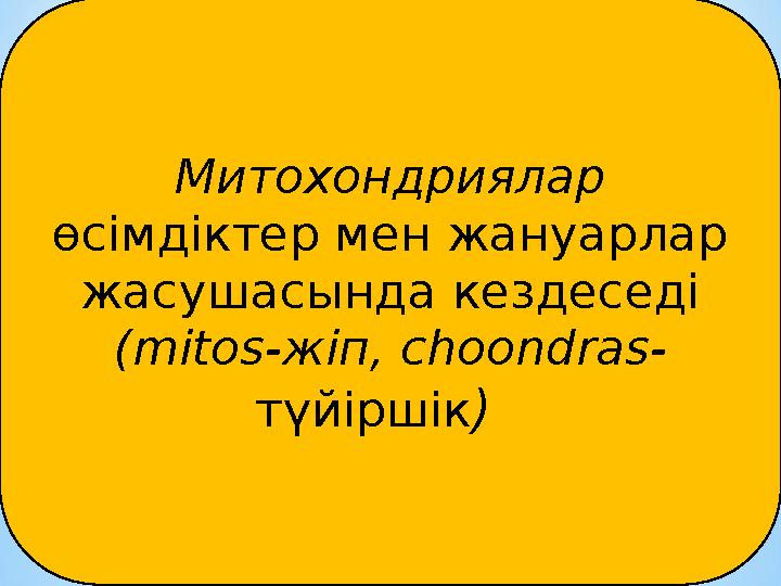 Митохондриялар өсімдіктер мен жануарлар жасушасында кездеседі (mitos-жіп, choondras- түйіршік)