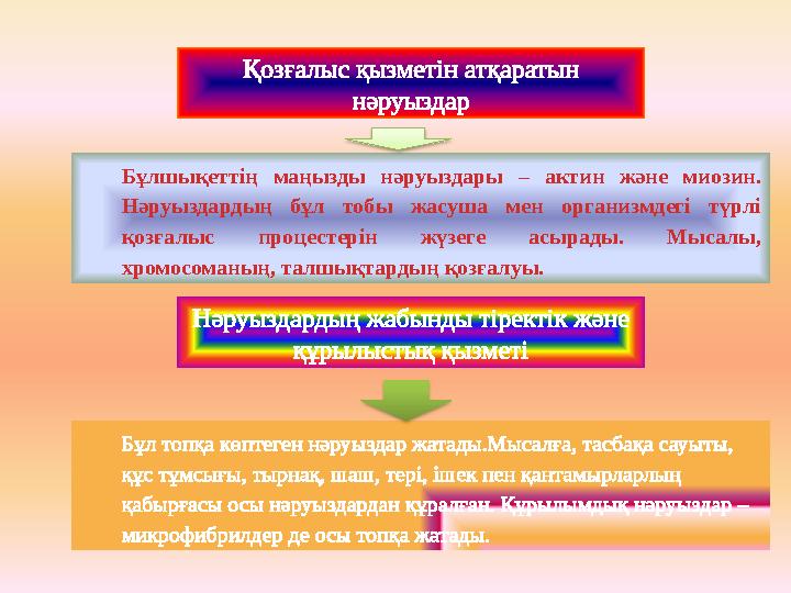 Қозғалыс қызметін атқаратын нәруыздар Бұлшықеттің маңызды нәруыздары – актин және миозин. Нәруыздардың бұл тобы жасуша мен орг