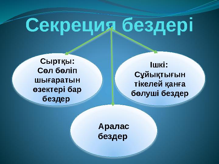Сыртқы: Сөл бөліп шығаратын өзектері бар бездер Аралас бездер Ішкі: Сұйықтығын тікелей қанға бөлуші бездер Секреция