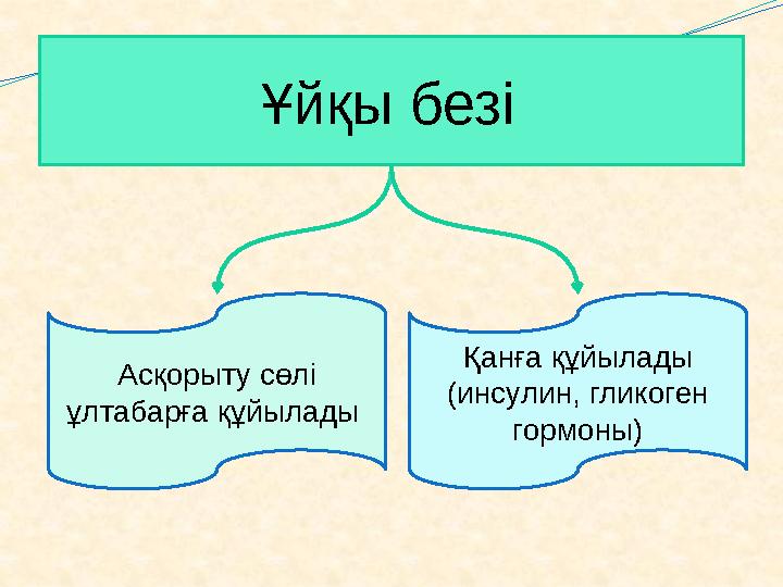 Ұйқы безі Асқорыту сөлі ұлтабарға құйылады Қанға құйылады (инсулин, гликоген гормоны)