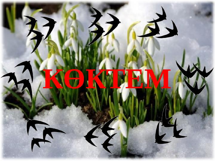 КӨКТЕМ