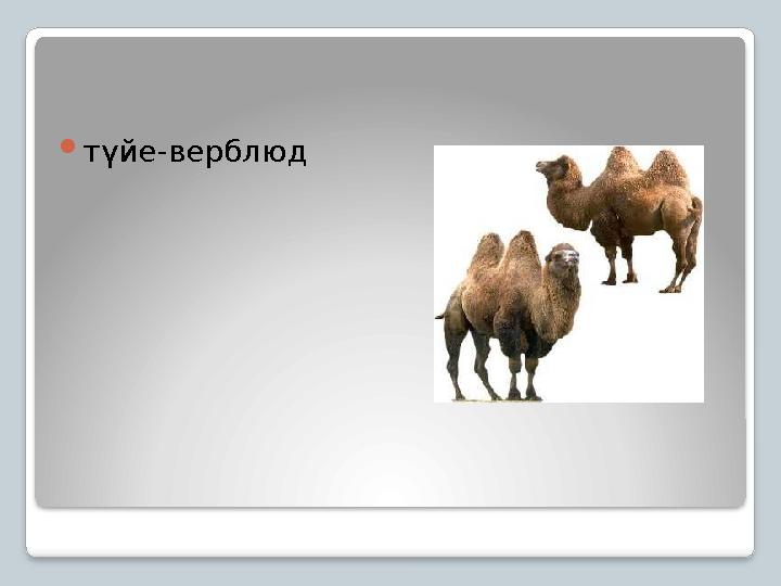 түйе-верблюд
