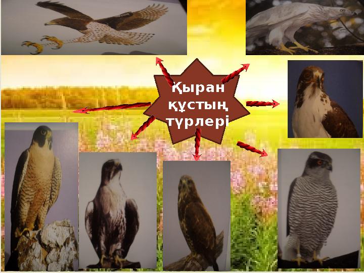  Қыранның түрлері Қыран құстың түрлері