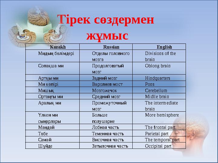 Тірек сөздермен жұмыс Kazakh Russian English Мидың бөлімдері Отделы головного мозга Divisions of the brain Сопақша ми Продолг