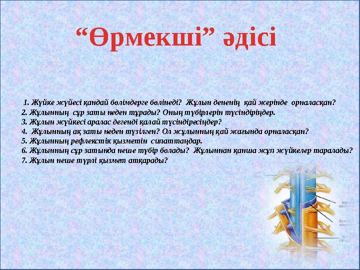 1. Жүйке жүйесі қандай бөлімдерге бөлінеді? Жұлын дененің қай жерінде орналасқан? 2. Жұлынның сұр заты неден тұрады