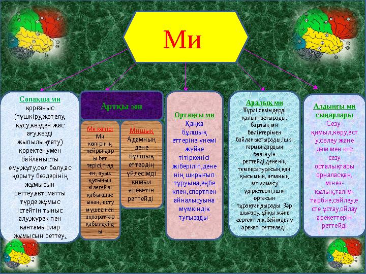 Ми Сопақша ми қорғаныс (түшкіру,жөтелу, құсу,көзден жас ағу,көзді жыпылықтату) қоректенумен байланысты ему,жұту,сөл бөлу