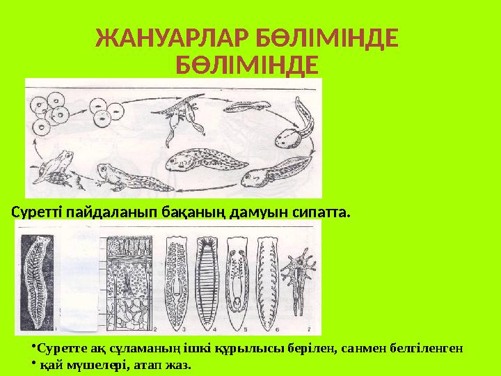 ЖАНУАРЛАР БӨЛІМІНДЕ БӨЛІМІНДЕ Суретті пайдаланып бақаның дамуын сипатта. • Суретте ақ сұламаның ішкі құрылысы берілен, санм