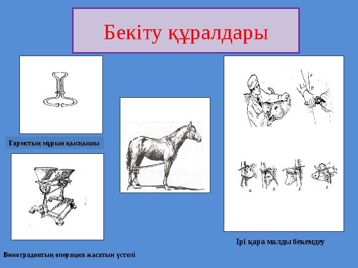 Бекіту құралдары Гармстың мұрын қысқышы Виноградовтың операция жасатын үстелі Ірі қара малды бекемдеу