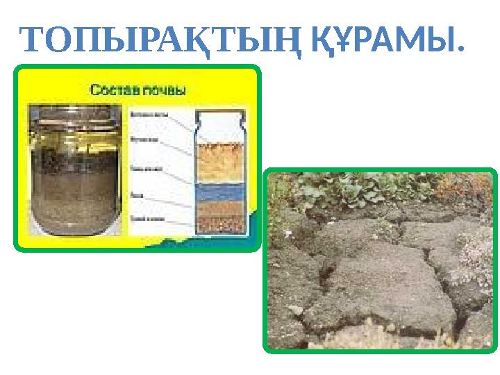 ТОПЫРАҚТЫҢ ҚҰРАМЫ.