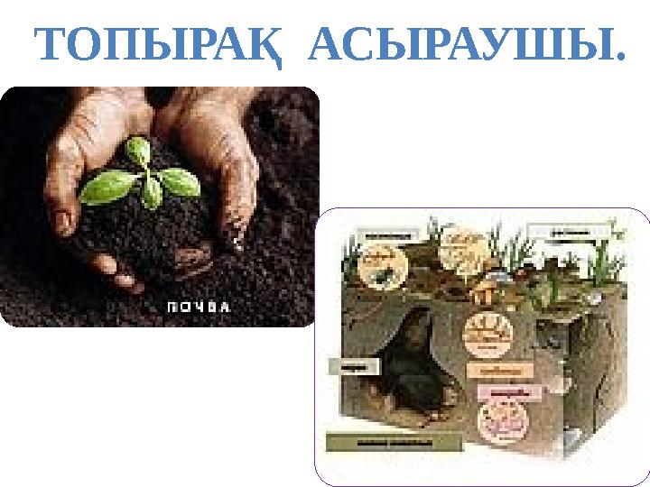 ТОПЫРАҚ АСЫРАУШЫ.