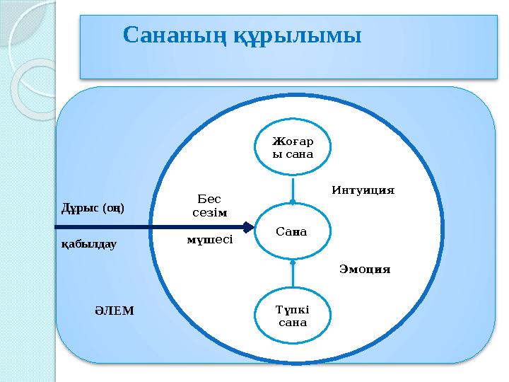 Сананың құрылымы Жоғар ы сана Сана Түпкі сана Бес сезім мүшесі Интуиция Эмоция ӘЛЕМДұрыс (оң) қабылдау