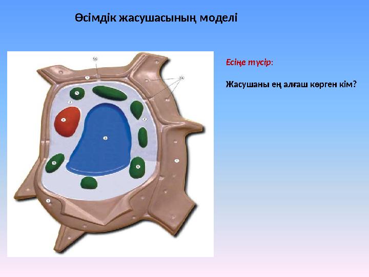 Өсімдік жасушасының моделі Есіңе түсір: Жасушаны ең алғаш көрген кім?