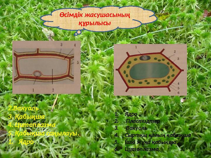 Өсімдік жасушасының құрылысы 2.Вакуоль 3. Қабықша 4. Цитоплазма 5. Қабықша саңылауы. 1.Ядро. 1.Ядро 2. Пластидтер 3. Вакуоль 4.