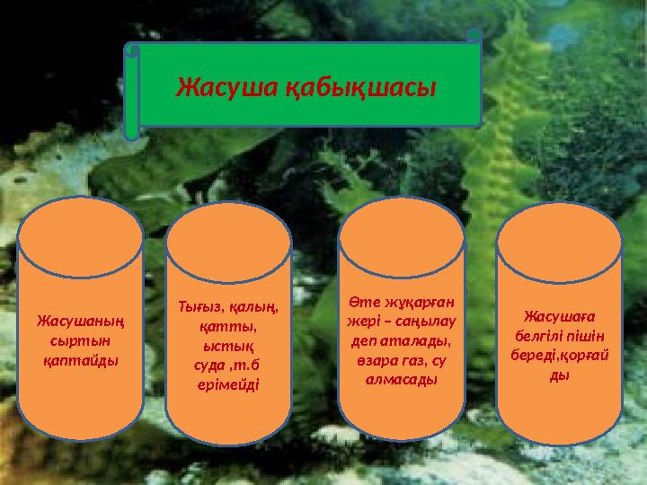 Жасуша қабықшасы Жасушаның сыртын қаптайды Тығыз, қалың, қатты, ыстық суда ,т.б ерімейді Өте жұқарған жері – саңылау де