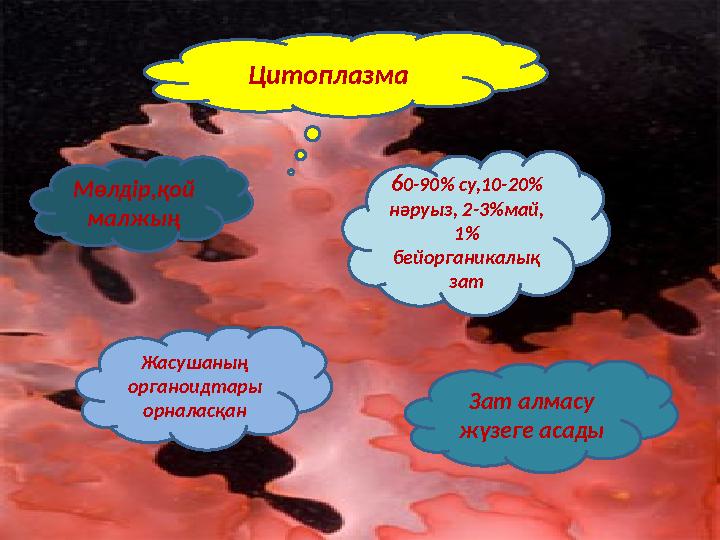 Цитоплазма Мөлдір,қой малжың 60-90% су,10-20% нәруыз, 2-3%май, 1% бейорганикалық зат Жасушаның органоидтары орналасқан За