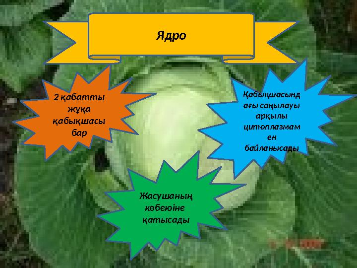 Ядро 2 қабатты жұқа қабықшасы бар Қабықшасынд ағы саңылауы арқылы цитоплазмам ен байланысады Жасушаның көбеюіне қатысад