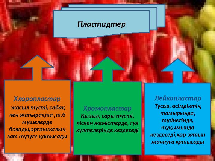Пластидтер Хлоропластар жасыл түсті, сабақ пен жапырақта ,т.б мүшелерде болады,органикалық зат түзуге қатысады Хромопластар