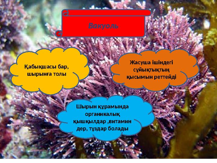 Вакуоль Қабықшасы бар, шырынға толы Жасуша ішіндегі сұйықтықтың қысымын реттейді Шырын құрамында органикалық қышқылдар ,вит