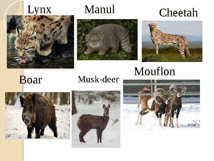 LynxLynx ManulManul CheetahCheetah MouflonMouflon BoarBoar Musk-deerMusk-deer