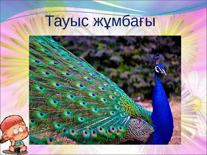 Тауыс жұмбағы Сиқырлы конверт