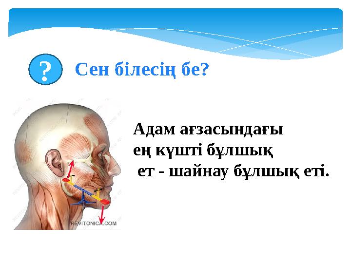 Сен білесің бе?? Адам ағзасындағы ең күшті бұлшық ет - шайнау бұлшық еті.