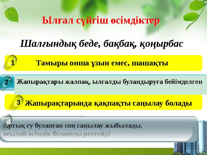 Ылғал сүйгіш өсімдіктер Ылғал сүйгіш өсімдіктер Артық су буланған соң саңылау жыбылады, осылай өсімдік булануды реттейді Тамыры