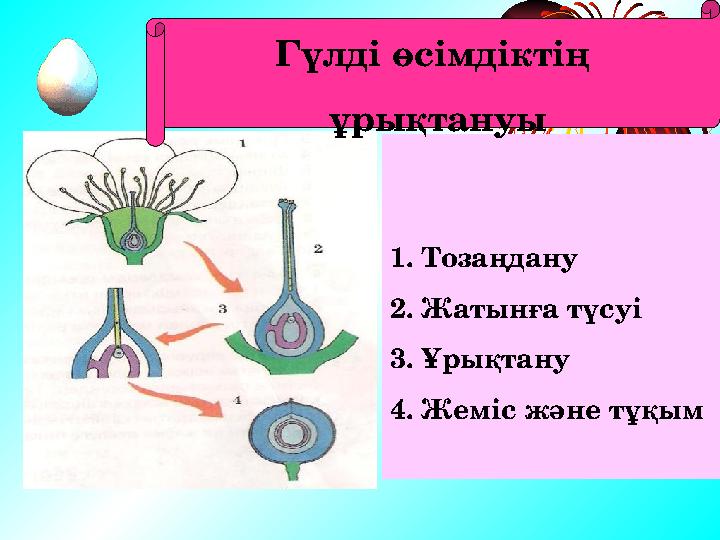 1. Тозаңдану 2. Жатынға түсуі 3. Ұрықтану 4. Жеміс және тұқымГүлді өсімдіктің ұрықтануы