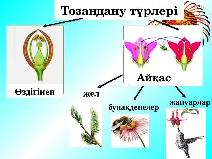 Тозаңдану түрлері самоо пылен ие перек рестн ое жел бунақденелер жануарларӨздігінен Айқас