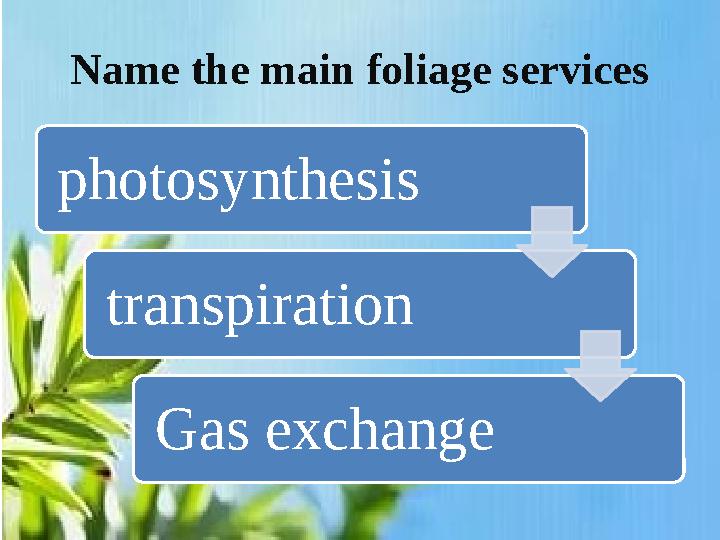 Name the main foliage services photosynthesis transpiration Gas exchange