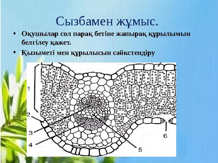 Сызбамен жұмыс. •Оқушылар сол парақ бетіне жапырақ құрылымын белгілеу қажет. •Қызыметі мен құрылысын сәйкстендіру