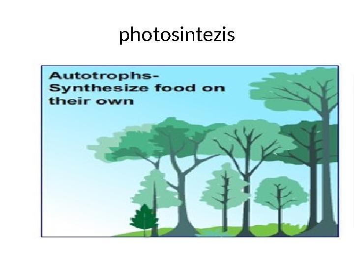 photosintezis