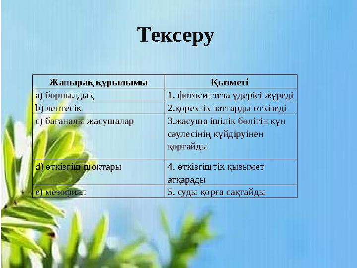 Тексеру Жапырақ құрылымы Қызметі а) борпылдық 1. фотосинтеза үдерісі жүреді b) лептесік 2.қоректік заттарды өткізеді c) бағана