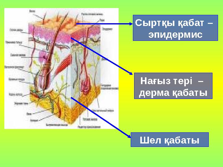 Сыртқы қабат – эпидермис Нағыз тері – дерма қабаты Шел қабаты