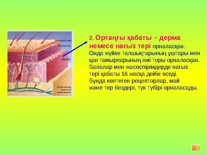 2. Ортаңғы қабаты – дерма немесе нағыз тері орналасқан. Онда жүйке талшықтарының ұштары мен қан тамырларының жиі торы орналас