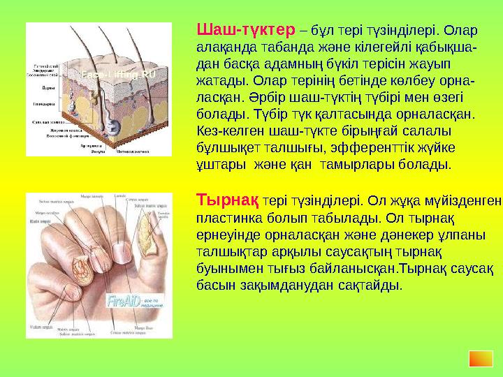 Шаш-түктер – бұл тері түзінділері. Олар алақанда табанда және кілегейлі қабықша- дан басқа адамның бүкіл терісін жауып жатады.