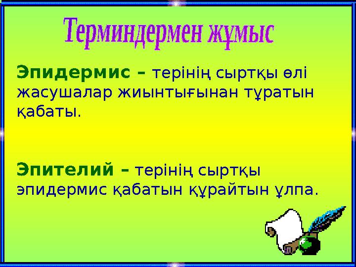 Эпидермис – терінің сыртқы өлі жасушалар жиынтығынан тұратын қабаты. Эпителий – терінің сыртқы эпидермис қабатын құрайтын ұлп