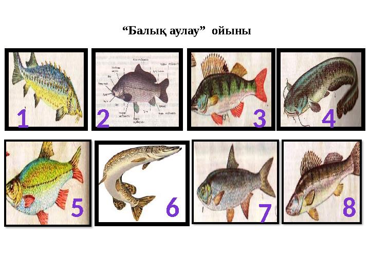 “Балық аулау” ойыны 1 432 5 6 7 8