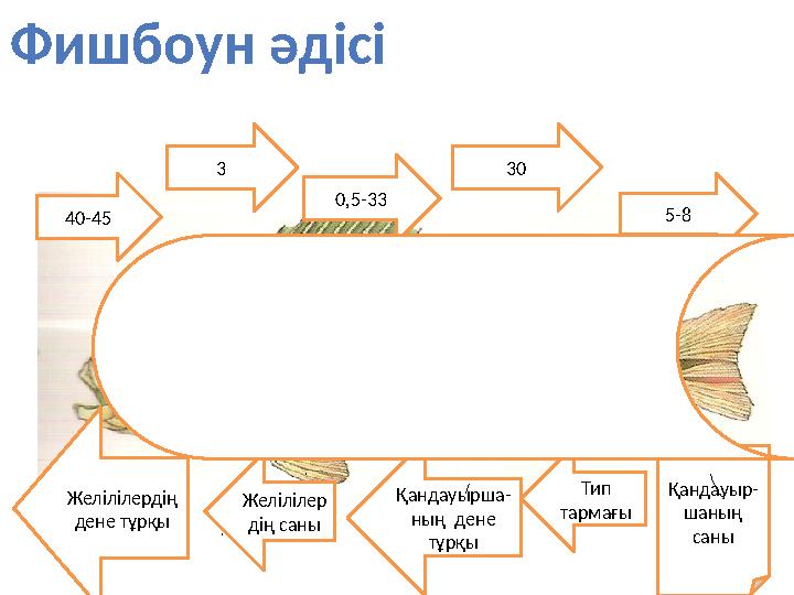 Фишбоун әдісі 40-45 3 0,5-33 30 5-8 Желілілердің дене тұрқы Қандауыр- шаның саны Тип тармағы Қандауырша- ның дене тұрқы Жел