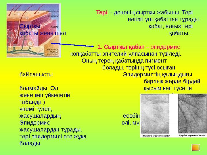 Тері – дененің сыртқы жабыны. Тері негізгі үш қабаттан тұрады. Сыртқы