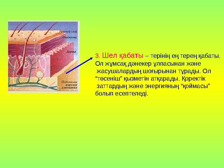 3. Шел қабаты – терінің ең терең қабаты. Ол жұмсақ дәнекер ұлпасынан және жасушалардың шоғырынан тұрады. Ол “төсеніш” қызметін