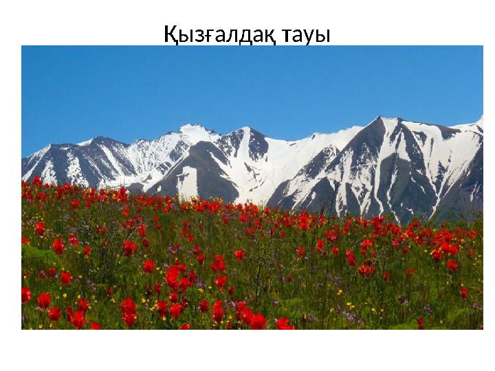 Қызғалдақ тауы