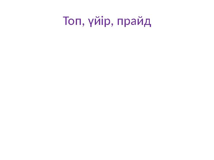 Топ, үйір, прайд