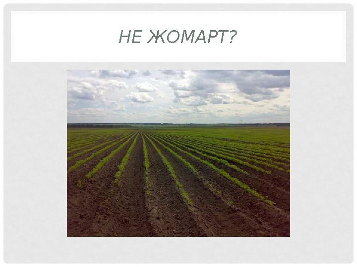 НЕ ЖОМАРТ?