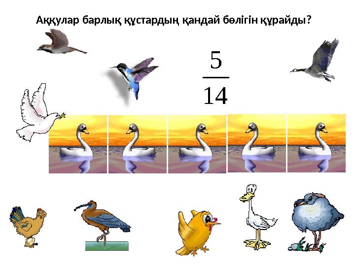 14 5 Аққулар барлық құстардың қандай бөлігін құрайды?