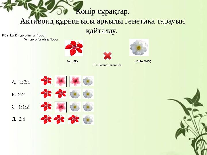 Көпір сұрақтар. Активоид құрылғысы арқылы генетика тарауын қайталау. KEY: Let R = gene for red flower