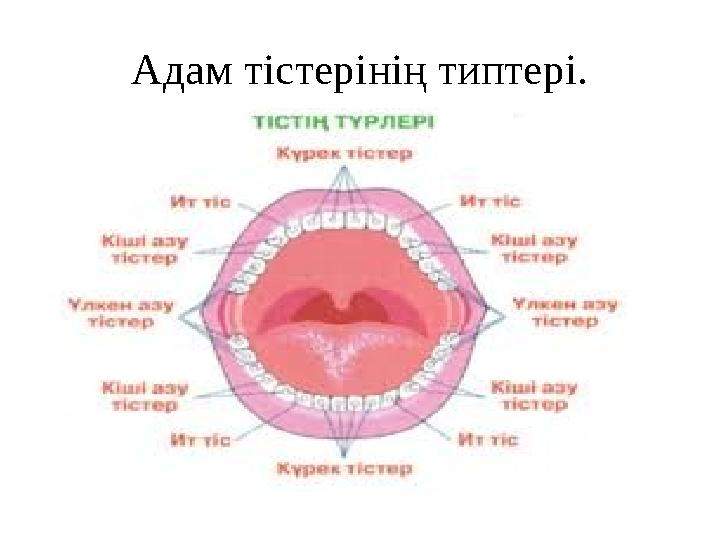 Тіс тығынын кию Тіс тығынын кию