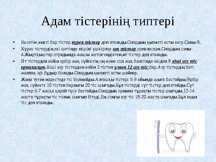 Адам тістерінің типтері •Кесетін жиегі бар тістер күрек тістер деп аталады.Олардың қызметі асты кесу.Саны-8. •Күрек тістердің е