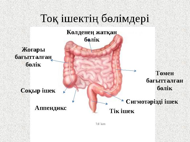 Тоқ ішектің бөлімдері Жоғары бағытталған бөлік Соқыр ішек Аппендикс Тік ішек Сигмотәрізді ішек Төмен бағытталған бөлік Көлде